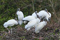 Wood Stork